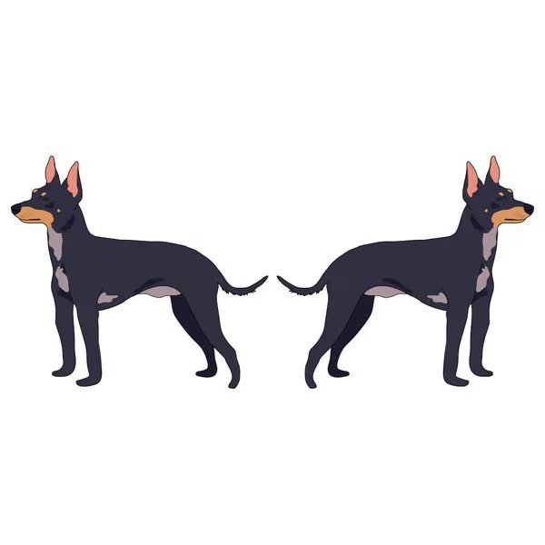 English Toy Terrier Dog Decal, Dog Lover Decor Vinyl Sticker, Signmission, Mfr#: D-18-English Toy Terrier